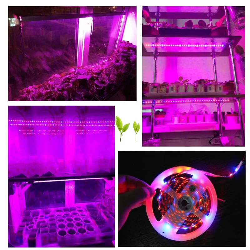 LED Rastlin Raste trak Svetlobe, raste lučka nepremočljiva 5M DC 12V 5050 za rastlinskega Akvarija Hydroponics sistem zaprtih Toplogrednih